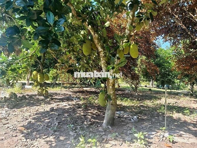 Sang tên công chứng ngay vườn mít sẵn TC 450m2 chỉ 630tr, Sát bên KCN