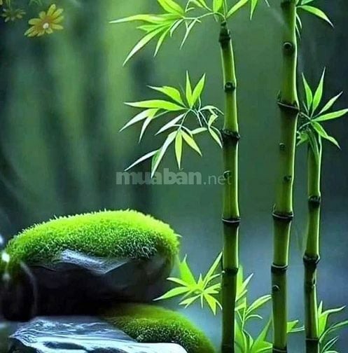 Cần bán gấp trong tuần nhà mặt tiền Nguyễn Phúc Chu  P.15 Tân Bình