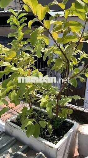 Bán nhà nhỏ 3 tầng P.12 Gò Vấp – Quang Trung, giá 2.5 tỷ