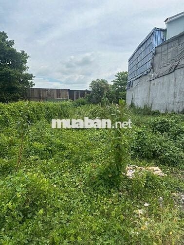 Cách trường THCS Tân Trụ 500m, sổ sẳn bán lỗ thu vốn 490tr , 140m2 .