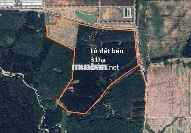 CẦN BÁN GẤP 31ha ĐẤT CLN – 2km MẶT TIỀN ĐƯỜNG NHỰA SỐ 11