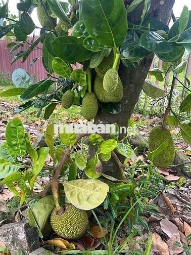 Bán lô đất vườn mít đang trái 1200m2 nở hậu