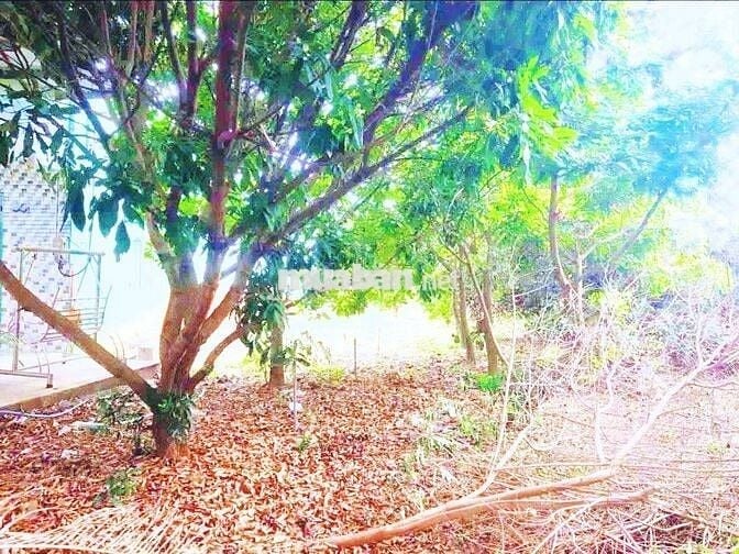 Đất 2300m2 cần bán nhanh tặng nhà cấp 4