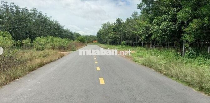 Sang nhanh lô mặt tiền DH519 414m2 giá rẻ, công chứng ngay