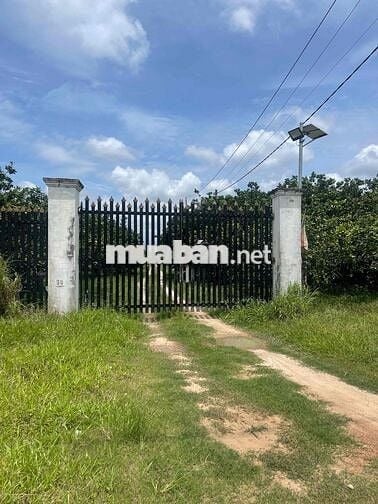 Thanh lí nhanh vườn bưởi chỉ 180tr