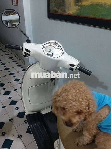 Cần bán xe cho ace nào cần
