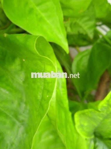 Đất chính chủ Cách cầu sắt Nguyễn Thái Sơn gò vấp 500m
