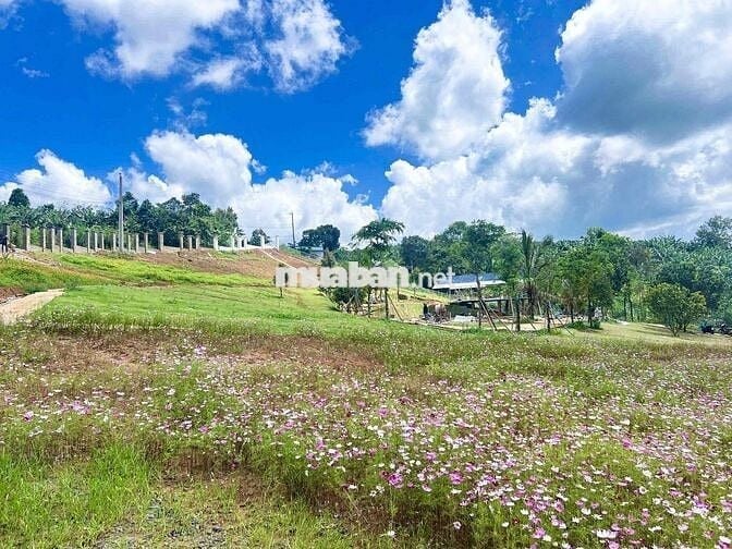 Lô cặp liền kề 406m2 ngang 12m2 sẵn hạ tầng đẹp đường nhựa8m sổ hồng
