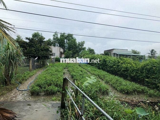 375 mét Đất Full Thổ Cư Đường 5 Mênh Xã Phước Hậu CG Long An