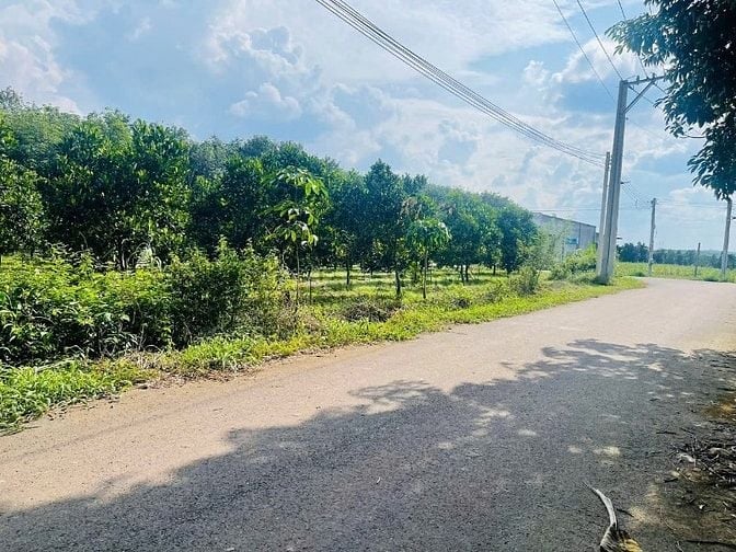 Ngộp tiền cần sang lại (40x60=2462m2) đất shr có sẵn vườn mít dân đông