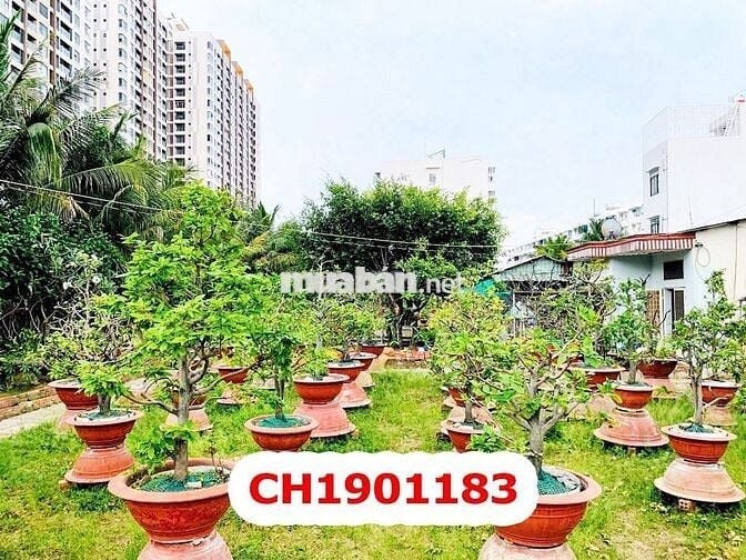 Đất MT Lê Tấn Bê - 24 x 80M - 59 Tỷ - Quận Bình Tân
