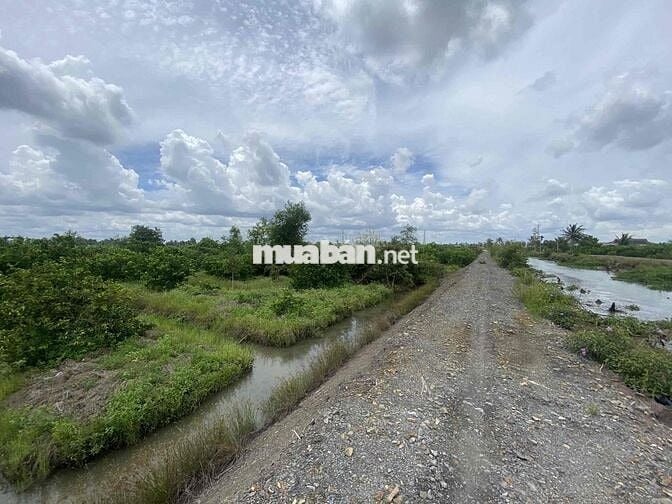Đất vườn 1.000m² Bến Lức, hẻm ô tô đường 816 – sổ riêng, vị trí đẹp, g