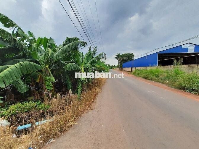 Đất cây lâu năm 15.000m2 đường tỉnh 762, huyện Trảng Bom