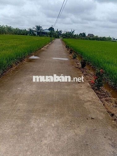Chính chủ ! giá rẻ ! Bán 127,8m2 thổ , sổ hồng sẵn , Tân Trụ , Long An