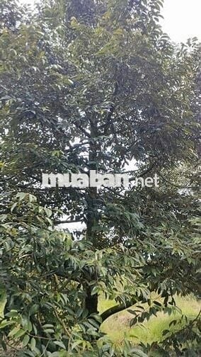 Vườn SẦU RIÊNG 7 năm. DT 12 công. Đc: xã An Hữu (CB-TG) cập lộ đan 4m