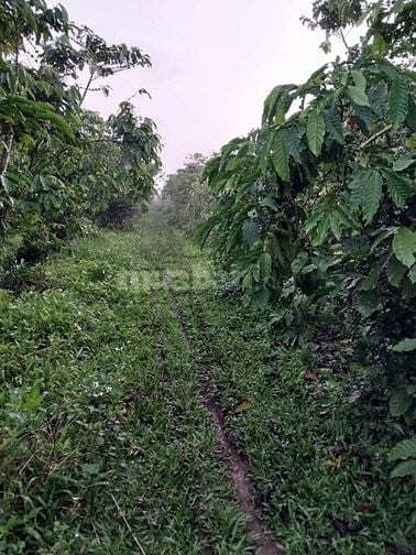 Bán gấp 1 ha đất cà phê tại Lộc Phát - Bảo Lộc