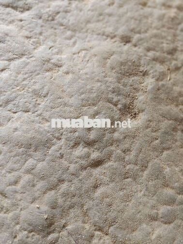 Xe máy Raider xác xe