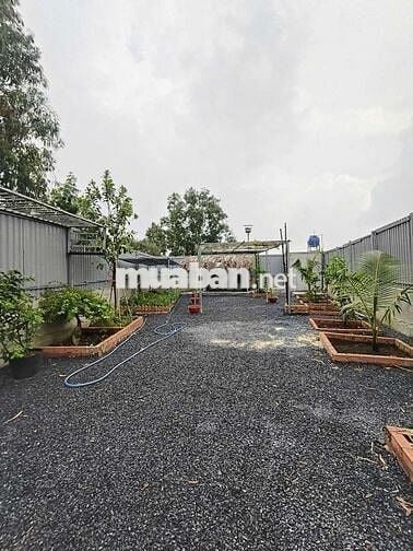 BÁN VƯỜN CÂY ĂN TRÁI 26x10m VIEW KÊNH TRUNG ĐÔNG 8, HÓC MÔN