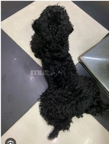 Chó Poodle đen, chó cute       