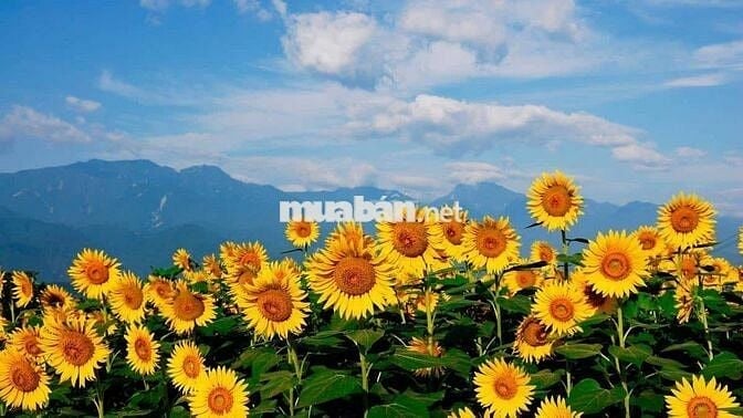 Cho thuê phòng trọ sinh viên ở Lĩnh Nam