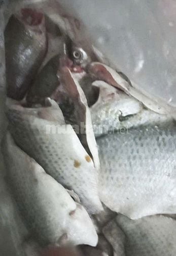 Cá Rô, cá Sặc đi Câu, con nhỏ lớn tùm lum từa lưa bán 50k - 60k/kg