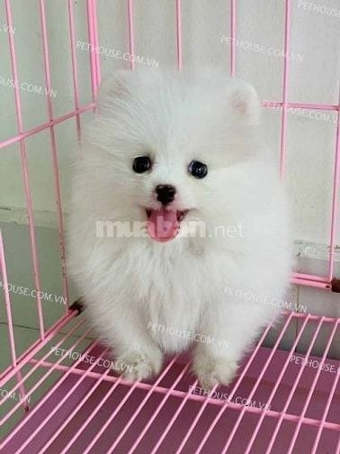 Chó cảnh mini lông trắng siêu đáng yêu