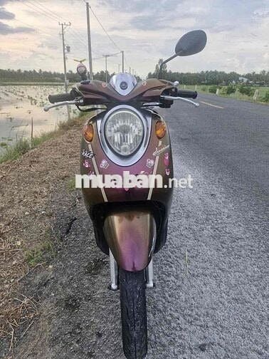 classico nâu socolate