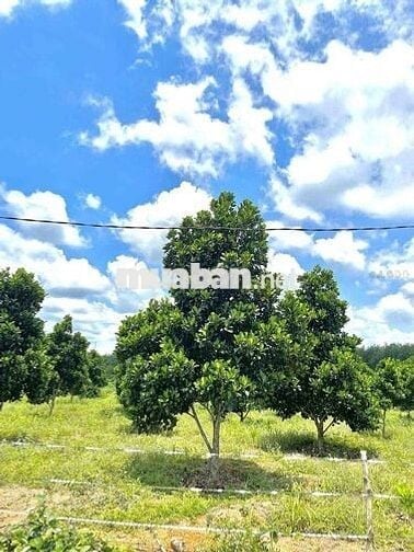 Chủ Gửi Mảnh Đất Vườn Có trồng sẵn mít 1000m2 giá hơn 400 xíu xiuu thô