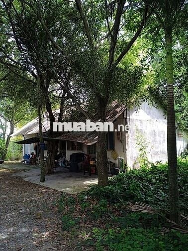 Bán 2.154m2 đất MT đường liên ấp 3-4 xã Phong Phú huyện Bình Chánh