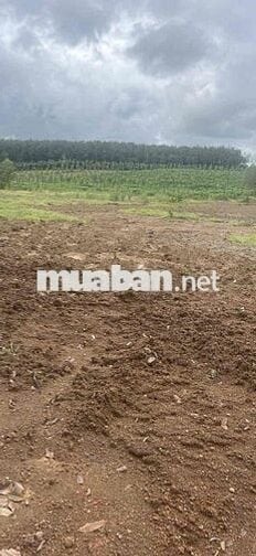 đất sào đồng phú đồng nai giá rẻ