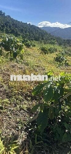 cần bán đất vườn có mặt tiền đường tại Lộc Bảo, Bảo Lâm