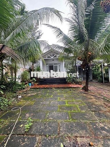 biệt thự y ngông nối dài cho thuê