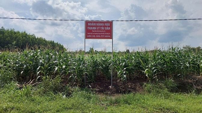 Công ty Đấu giá hợp danh Sao Việt 