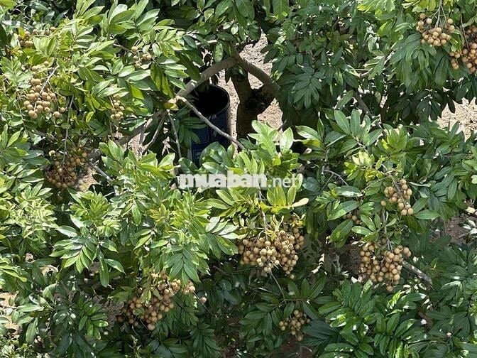 Cần bán 2 hecta đất vườn cây ăn trái , có sẵn 200m thổ cư