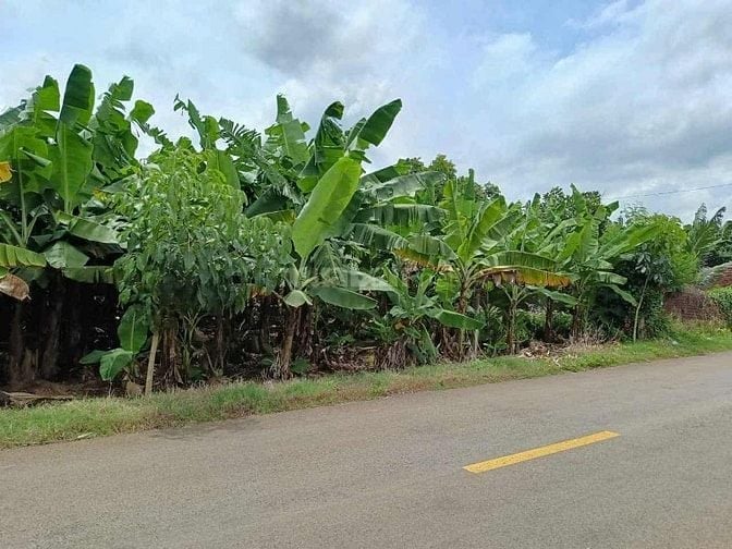 ❗❗CẦN BÁN GẤP❗❗   ĐẤT SỔ CHUNG ,NGANG 5M DÀI 50M