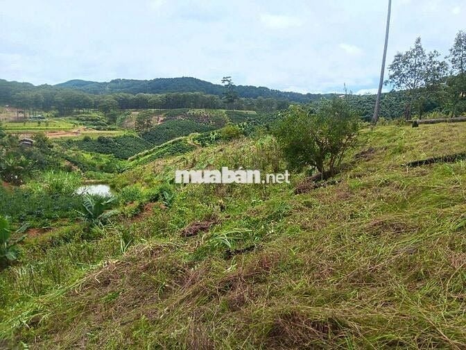 Bán đất vườn CLN tại Tp Đà Lạt, hh 3%