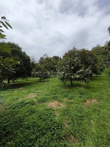 BÁN GẤP LÔ ĐẤT VƯỜN TRÁI CÂY SIÊU ĐẸP . GIÁP SÔNG ĐẠI BÌNH , 1 HA GIÁ 