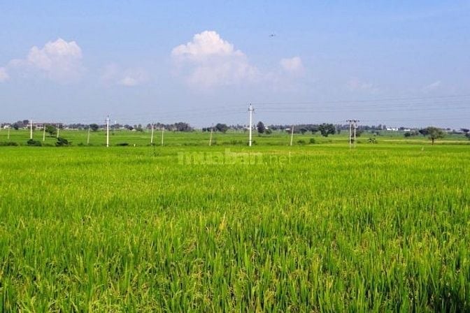 HOT- CẦN TIỀN XOAY SỞ CHỦ BÁN 500M2 ĐẤT THỔ CƯ+NÔNG NGHIỆP- TIỀN GIANG