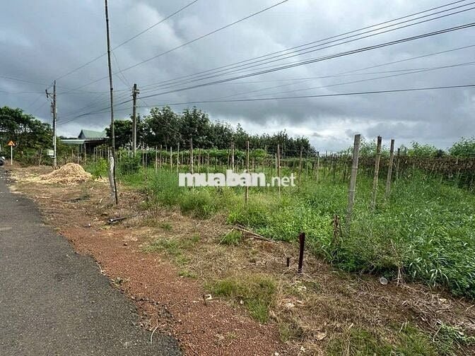 Cách chợ Tân Phước 500 m. Vườn đậu ve, đậu rồng lên được thổ cư 380tr