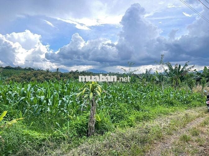 VIEW GIÁP SUỐI BẢO LÂM DT: 1969M2 (16.5X102M) SẴN 200M THỔ CƯ