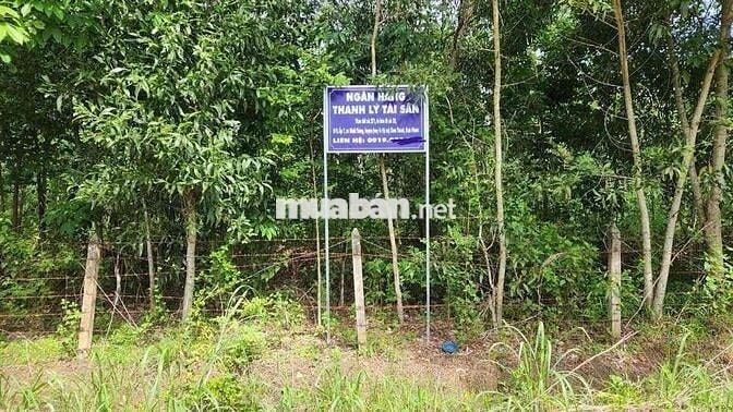 Ngân hàng thanh lý 7136m2 đất Cao su tại Chơn Thành