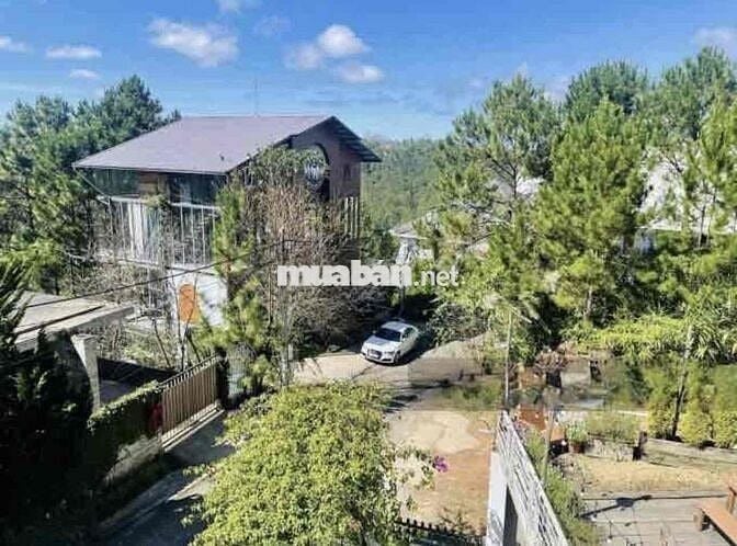 Chủ bể hụi bán đất biệt thự view thông mặt tiền P9 Đà Lạt giá ngộp