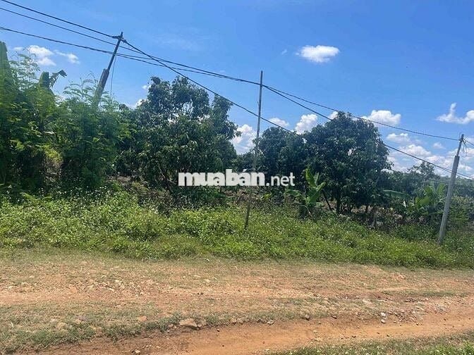 chinh chủ cần bán lô đất đẹp sẵn vườn tại Phú Xuân Krong Năng đaklak