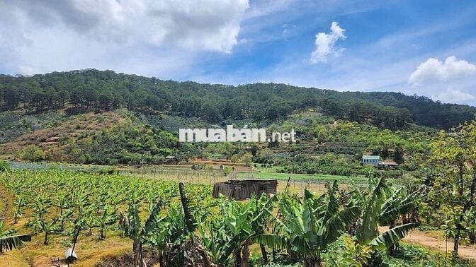 Chủ gửi bán lô đất Lâm Hà, Lâm Đồng giá chỉ 650tr