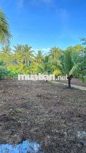 Nhà bán xã An Hiêp 1245m2 Bến tre