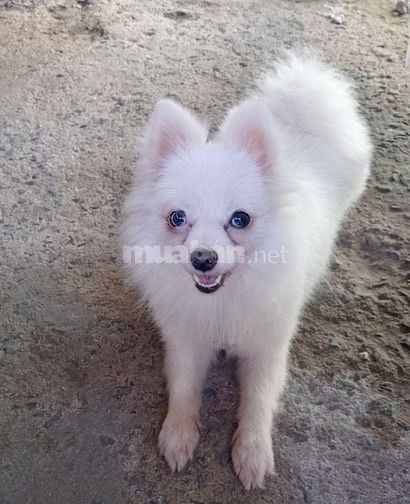 Cún Phóc Cái Thuần Chủng - Lông Trắng Mắt Xanh 