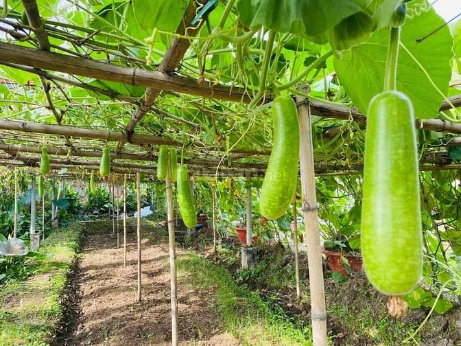 Ẩm thực Sinh thái Bình Chánh cần quản lý 5 năm kinh nghiệm