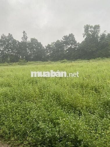 Bán đất trồng cây hàng năm diện tích 893m2,chính chủ,Tình Tây Ninh(LA)