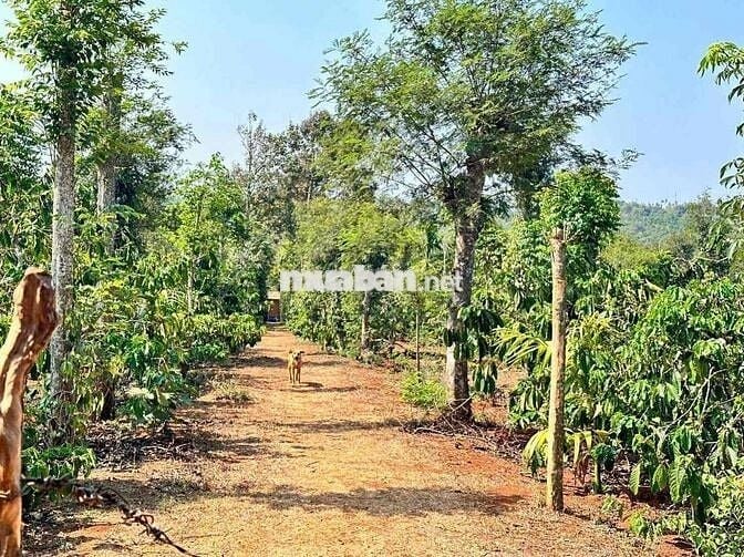 🌈Bán 2 sào 2 Thôn 1 Đạt Lí 🌈