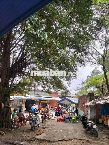 Loaloa siêu ẩm sang gấp đầu tư 900t hạ còn 329t đang kd thu nhập 60t/